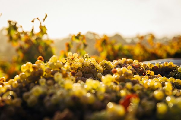 Comment organiser une visite des vignobles de la vallée de Willamette, Oregon, USA?