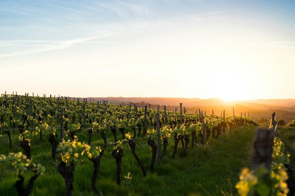 Quels sont les meilleurs circuits pour une découverte des vignobles en Afrique du Sud?